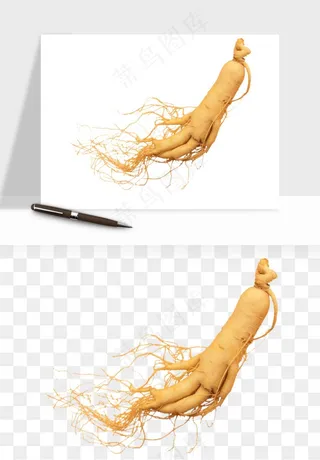 人参养生药材png免抠