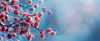 冬天冰天雪地红色果实上的白雪霜降小寒大寒摄影图