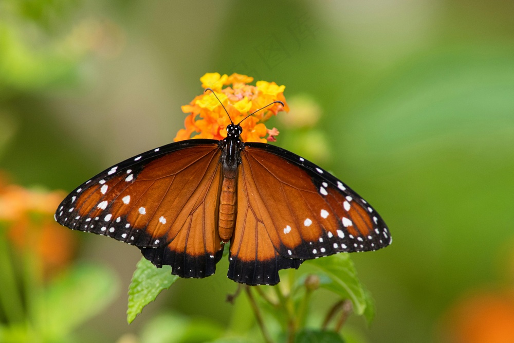 舞动的彩蝶与夏日之花