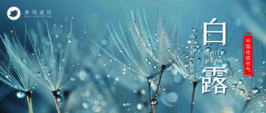 白露公众号首图