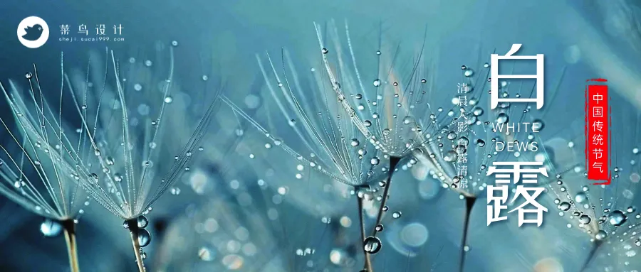 白露公众号首图