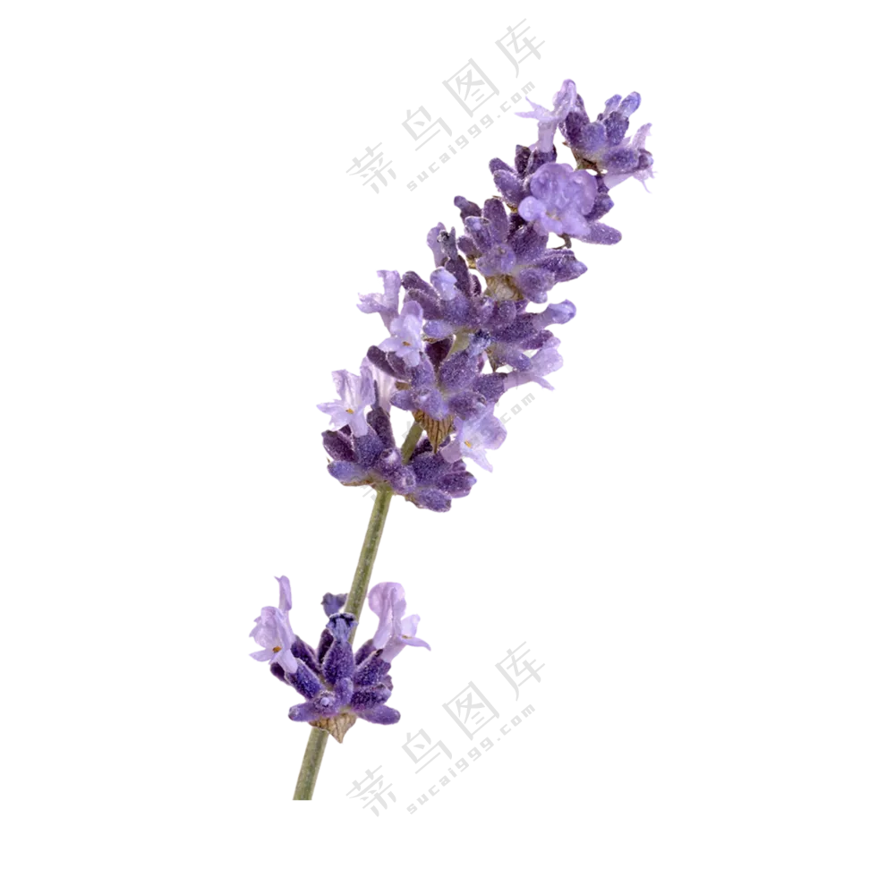 挂有晨露的一枝薰衣草免抠图片素材