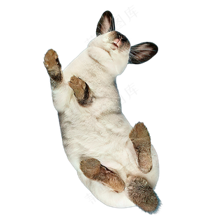 png免抠搞笑有趣动物