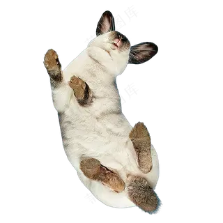 png免抠搞笑有趣动物