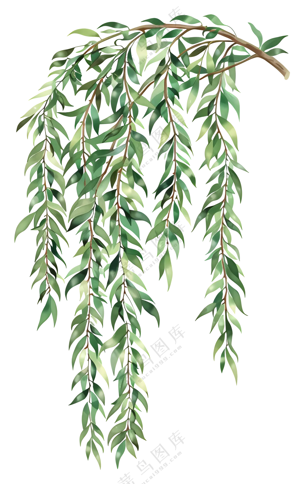 植物绿叶插图