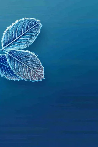 冬天树叶上结着白霜霜降摄影图