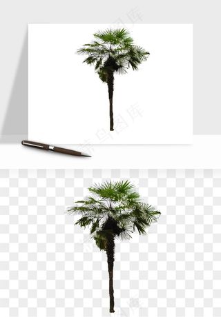 棕榈树椰树png免抠