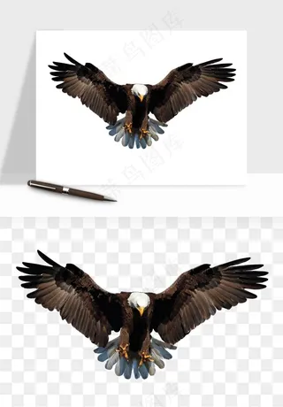 老鹰雄鹰展翅png免抠