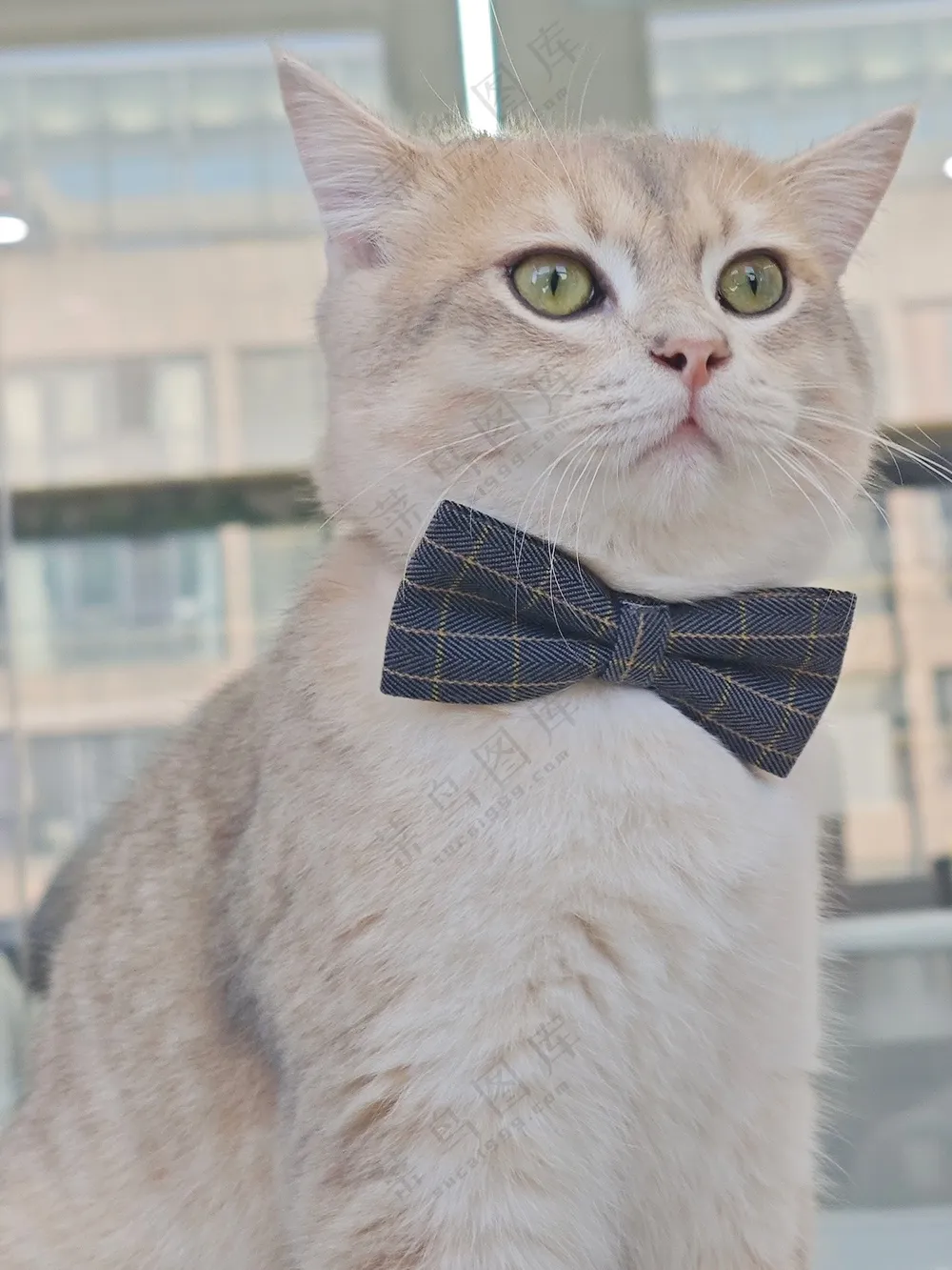 纯色高级风小猫图片