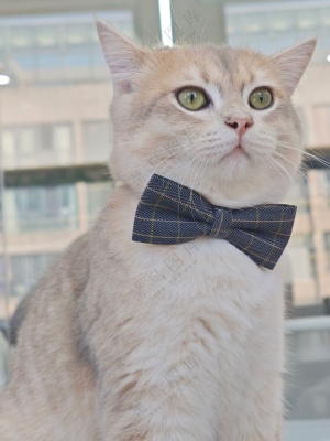 纯色高级风小猫图片