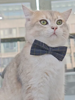 纯色高级风小猫图片