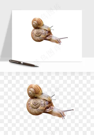蜗牛动物png免抠