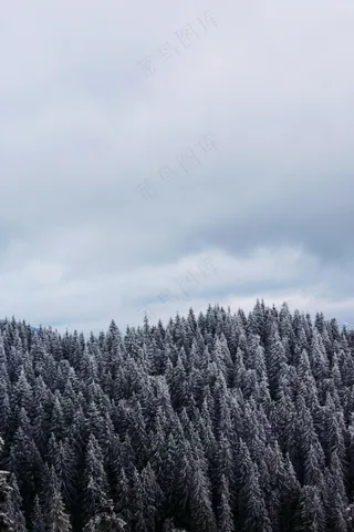 冬日森林的宁静之美