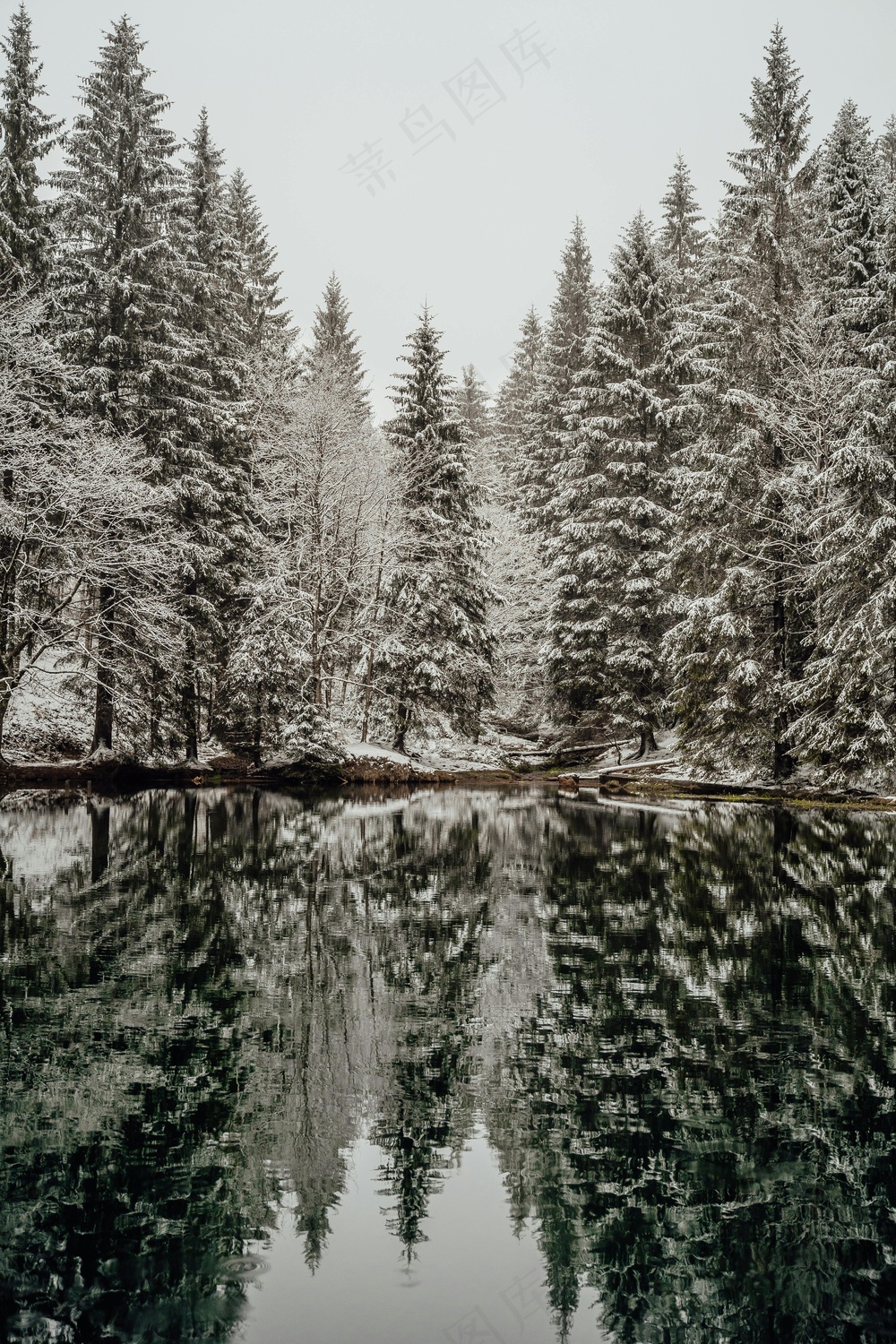 冬日森林倒影：静谧的雪景