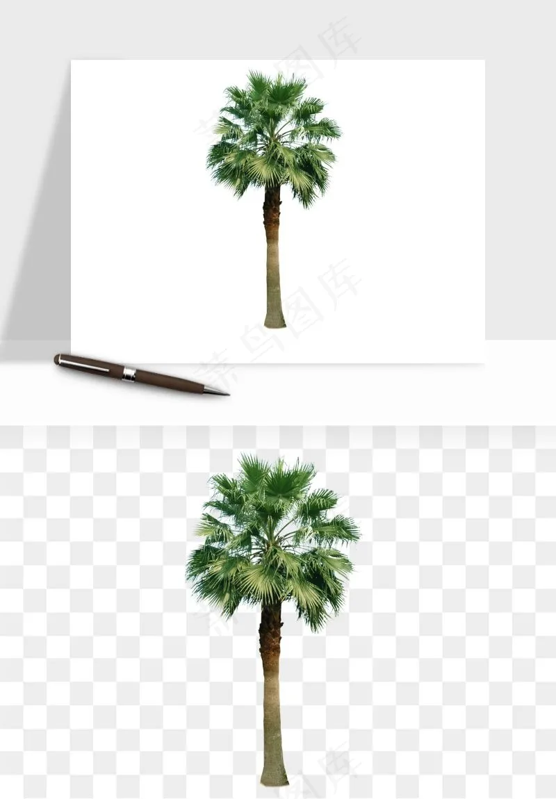 棕榈树椰树png免抠