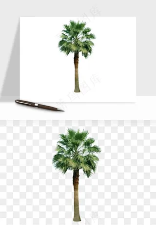 棕榈树椰树png免抠