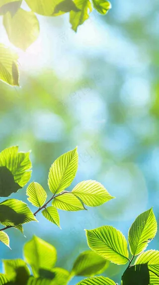 春天绿叶阳光小清新春分立夏摄影图