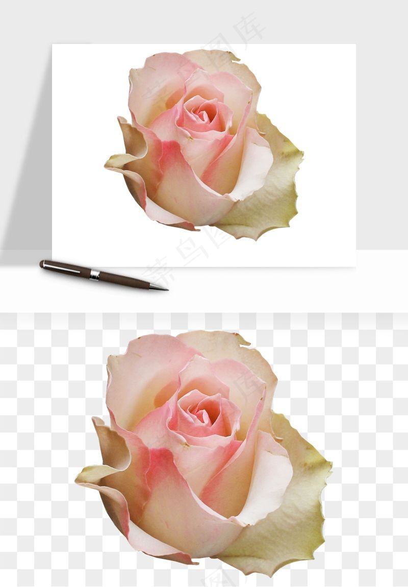 复古鲜花玫瑰png免抠