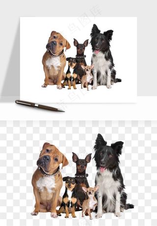 猫咪喵星人狗狗宠物元素png免抠