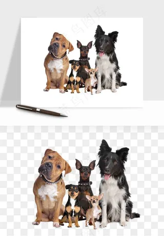 猫咪喵星人狗狗宠物元素png免抠