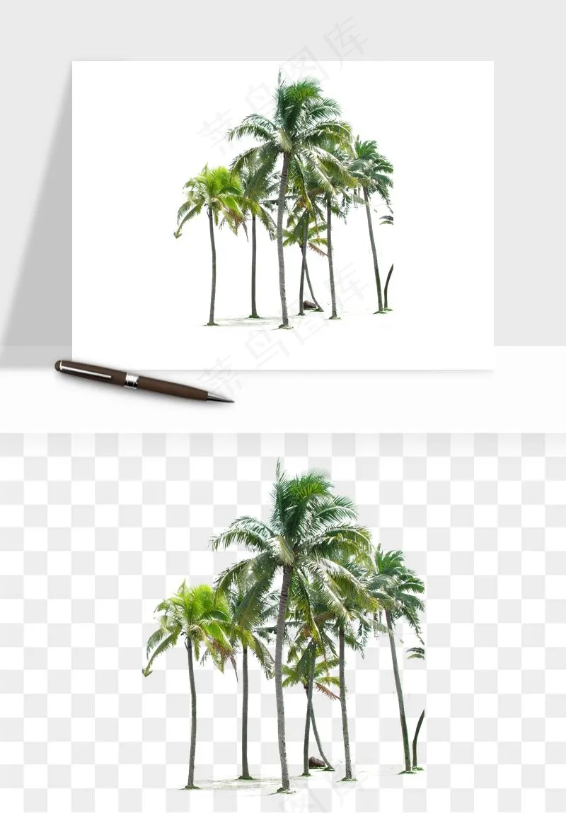 棕榈树椰树png免抠