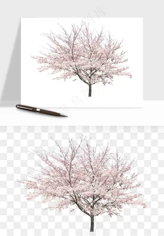 手绘樱花树png免抠