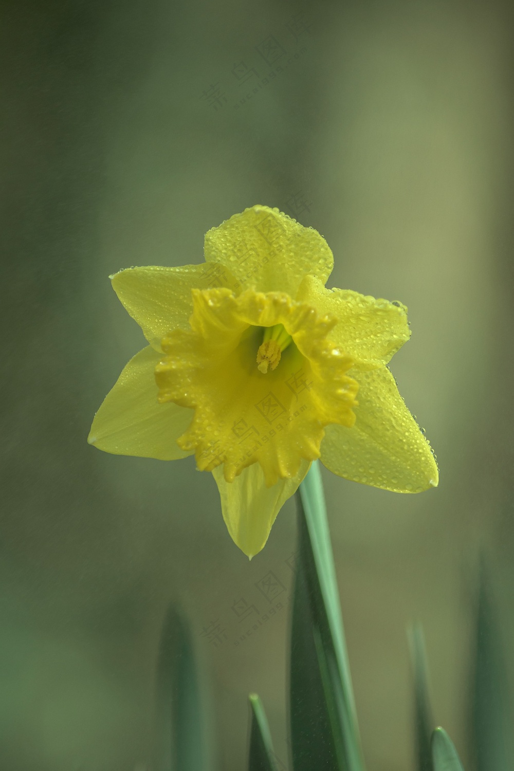 黄色水仙花绽放图片