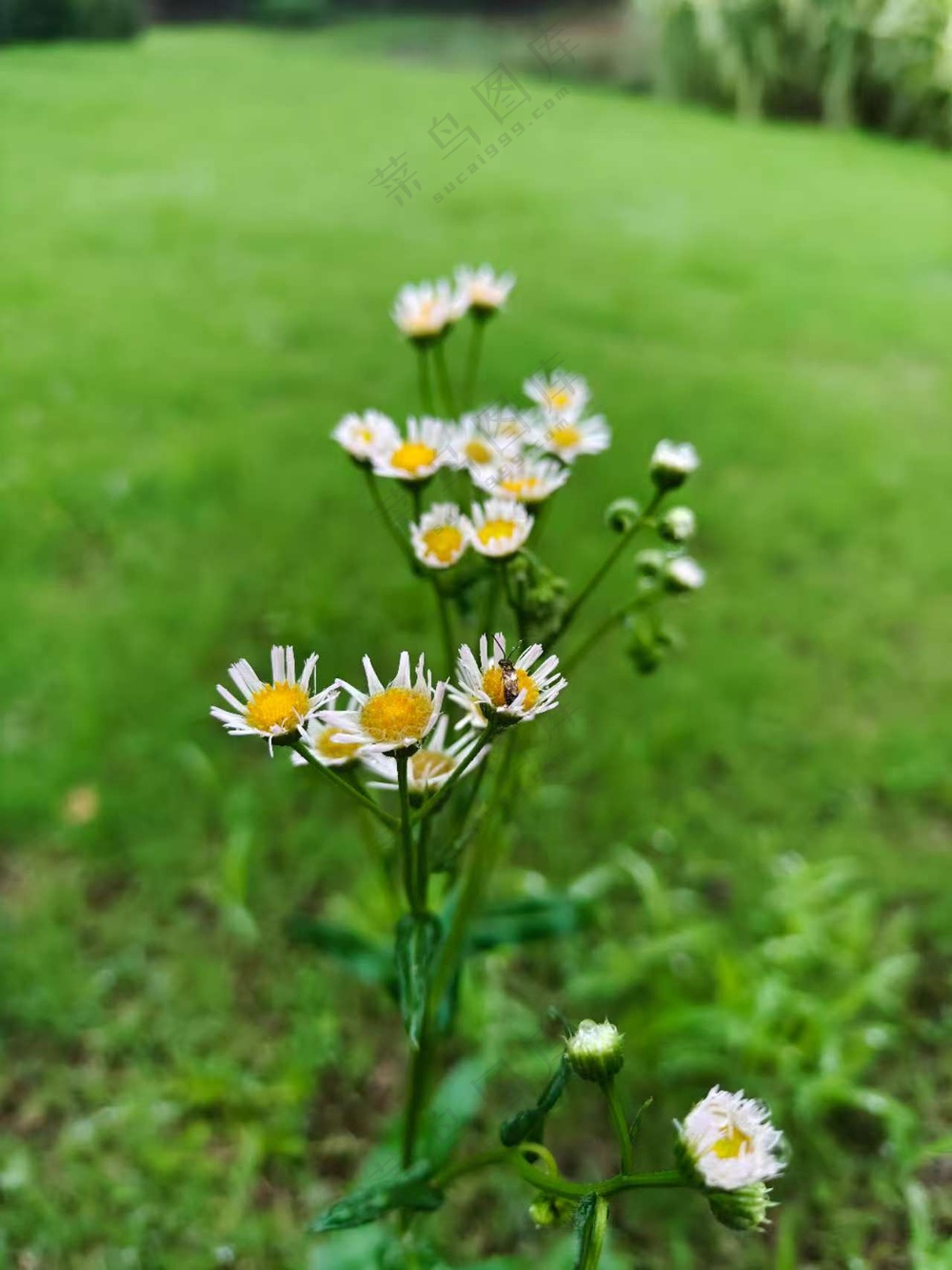 野地里的小雏菊