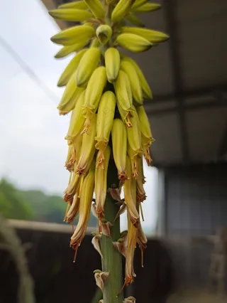 芦荟花 金黄色花