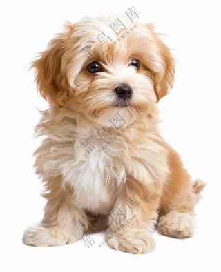 可爱小狗萌宠宠物动物免抠