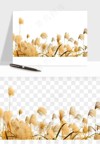 植物芦苇蒲苇香蒲png免抠