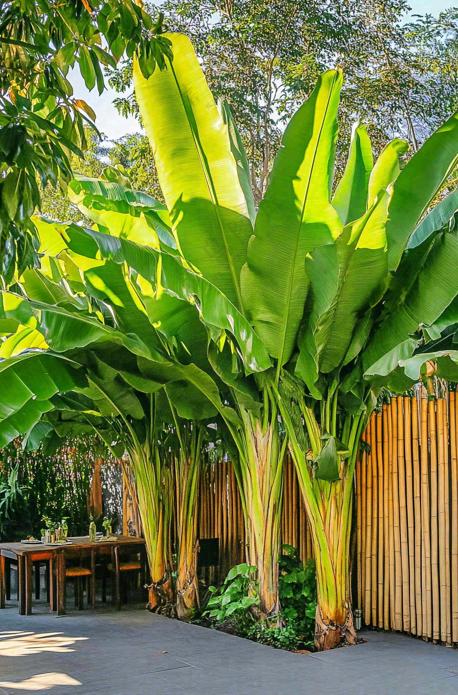 庭院里的芭蕉树热带植物摄影图