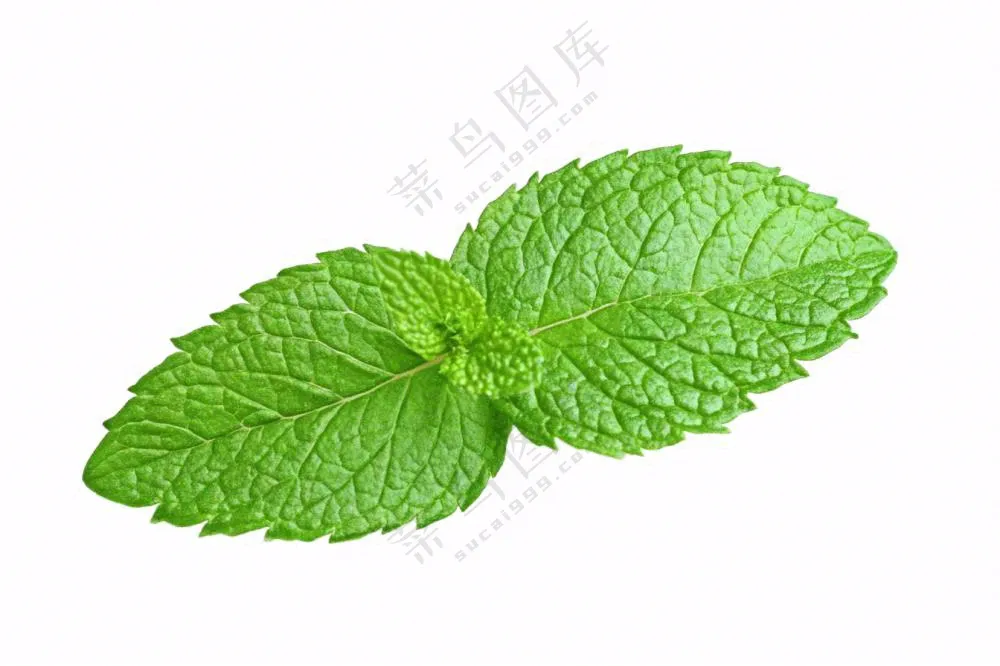 薄荷绿叶免抠