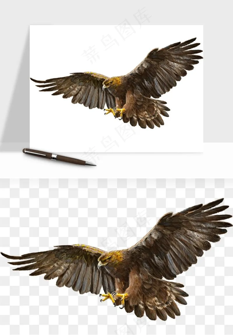 老鹰雄鹰展翅png免抠