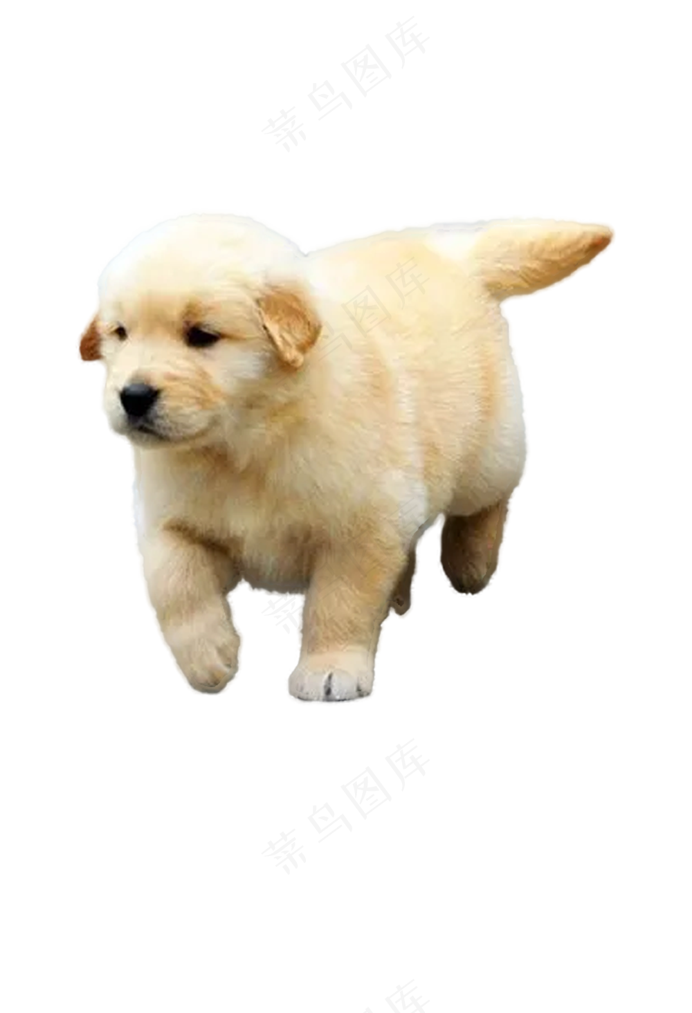 金毛免抠7