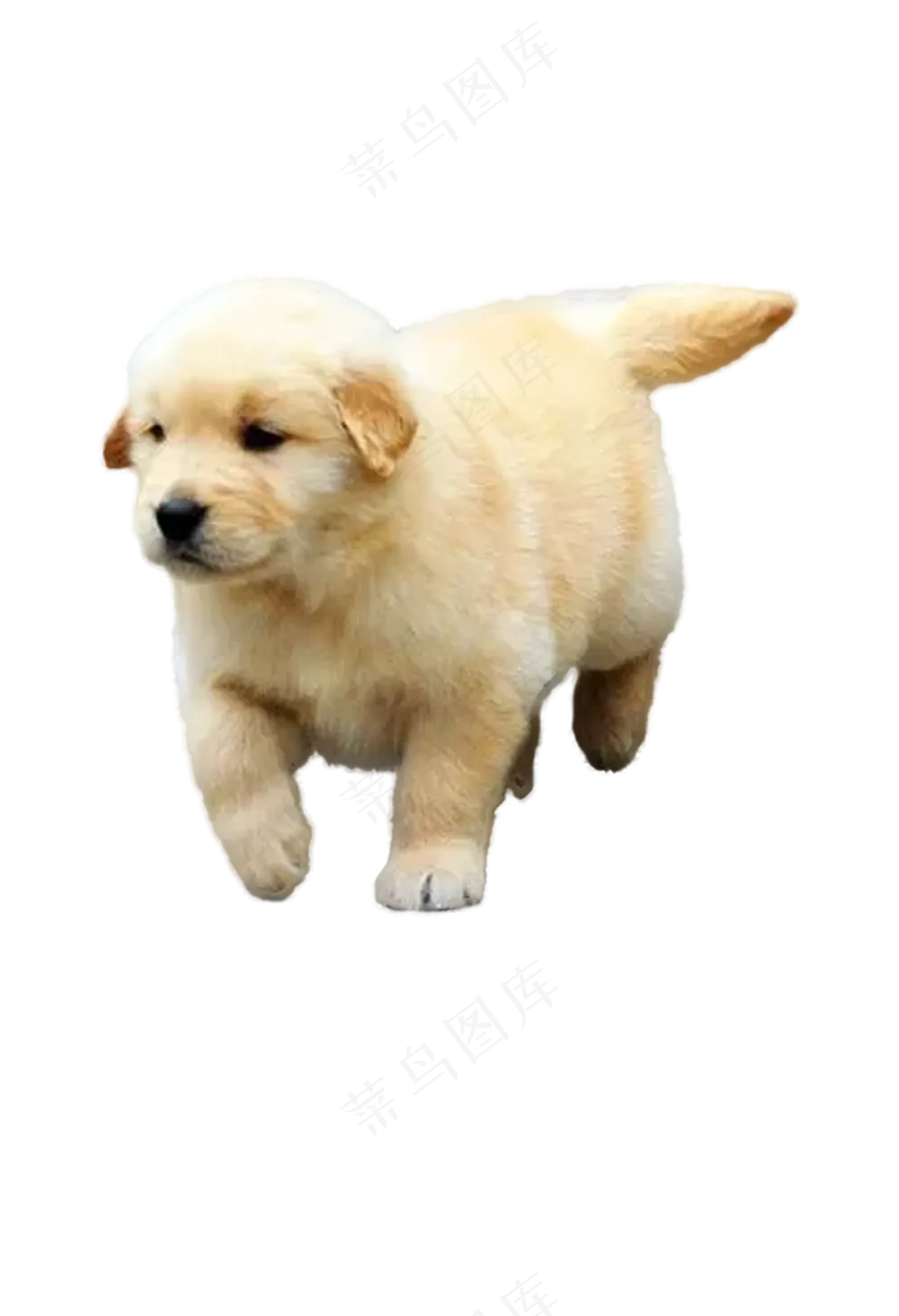 金毛免抠7