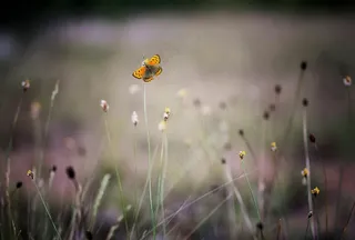 缤纷自然之舞：草地上的橙色蝴蝶