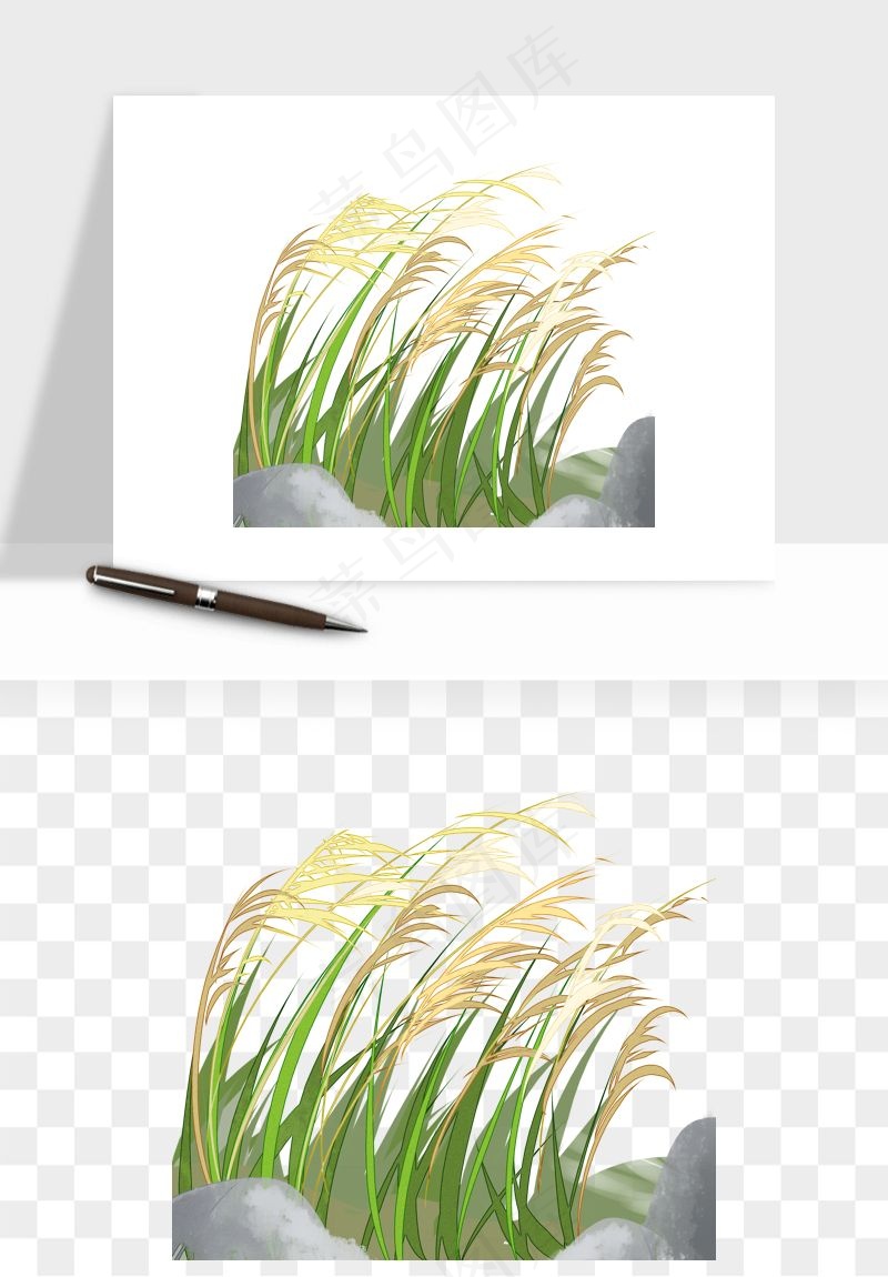 植物芦苇蒲苇香蒲png免抠