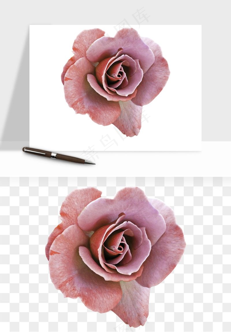 复古鲜花玫瑰png免抠