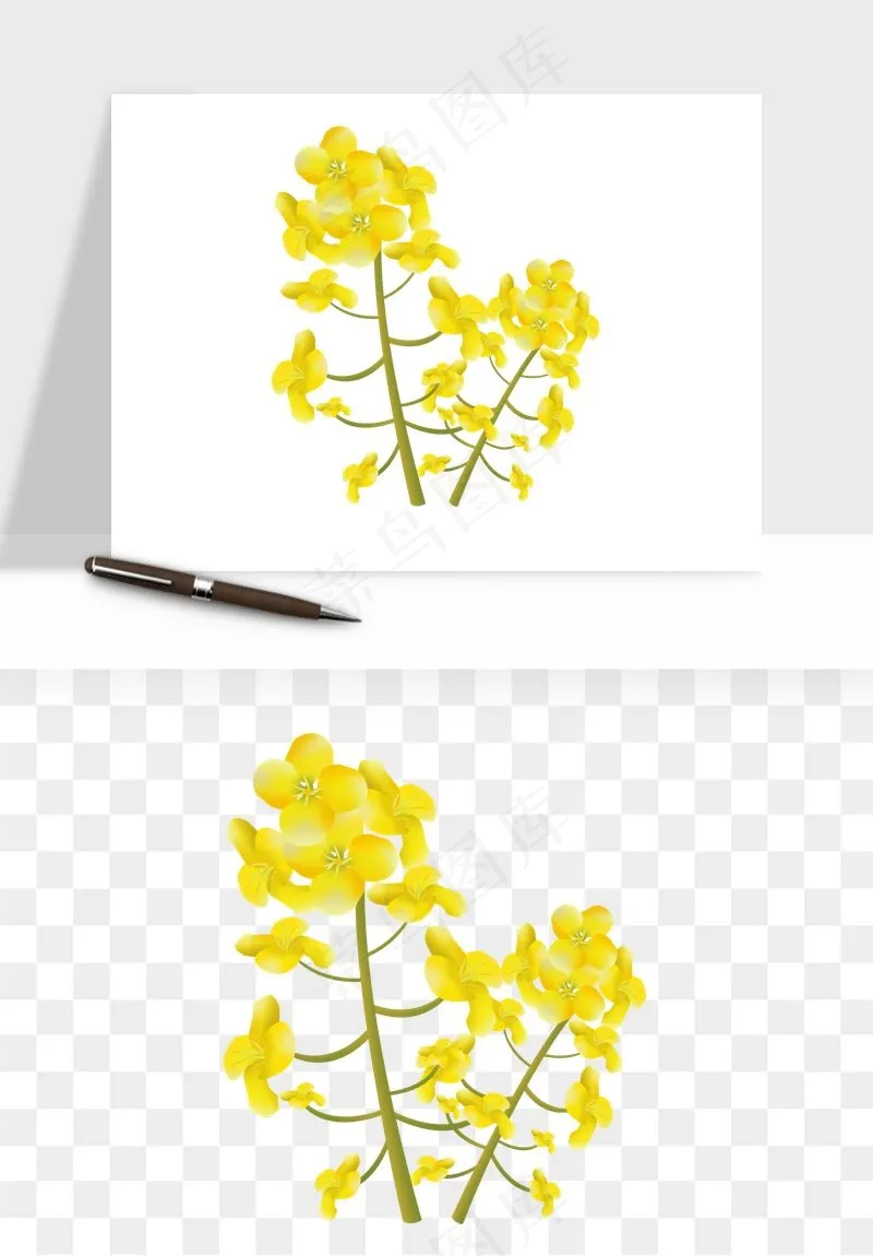 油菜花田png免抠