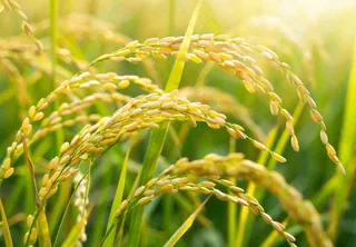 稻田稻谷稻穗粮食收成小满芒种世界粮食日摄影图