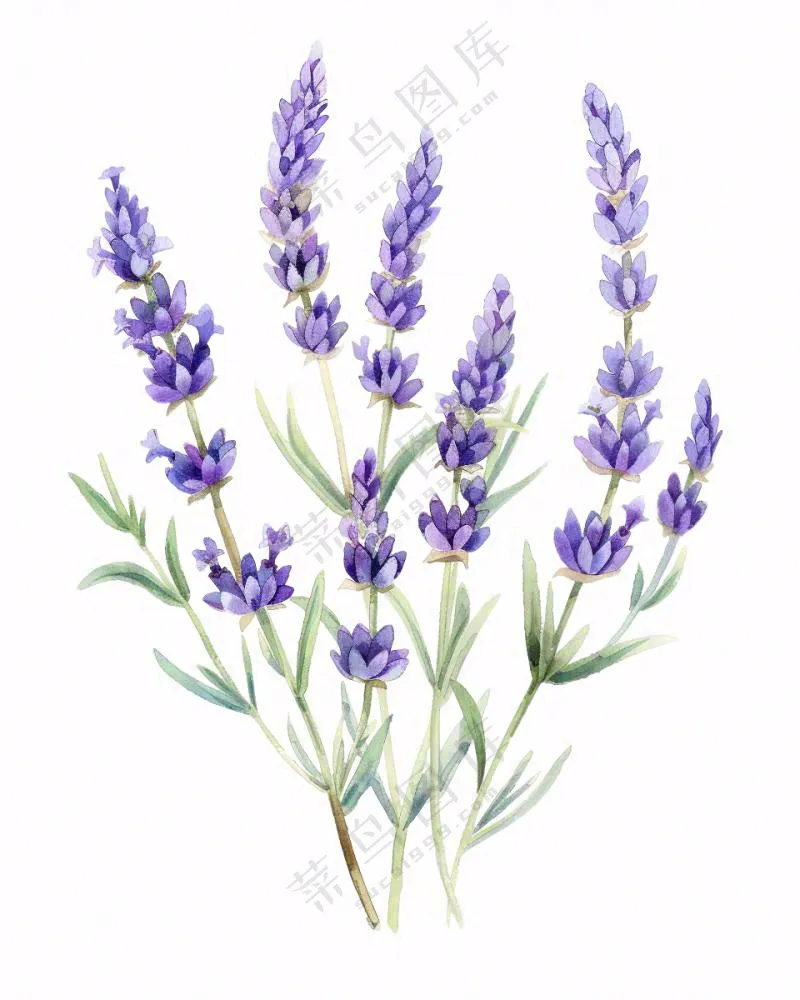 紫色薰衣草花朵植物插画免抠