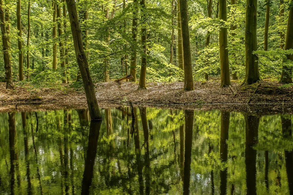 静谧森林之绿意盎然