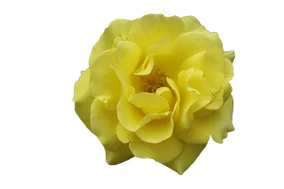 盛开的黄色月季