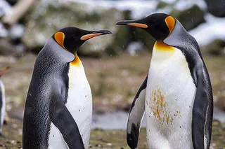 冰雪天地的企鹅寒冷动物摄影图