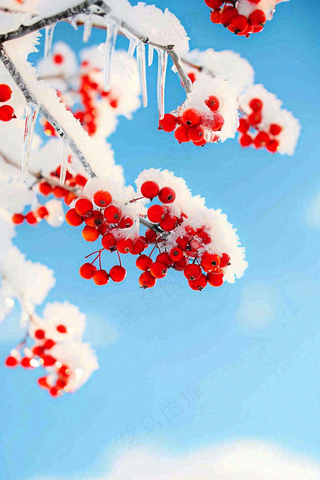 冬天蓝天背景红色果实白雪覆盖小清新立冬小寒大寒冬至摄影图