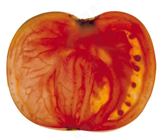 蔬菜切面图片 (7)