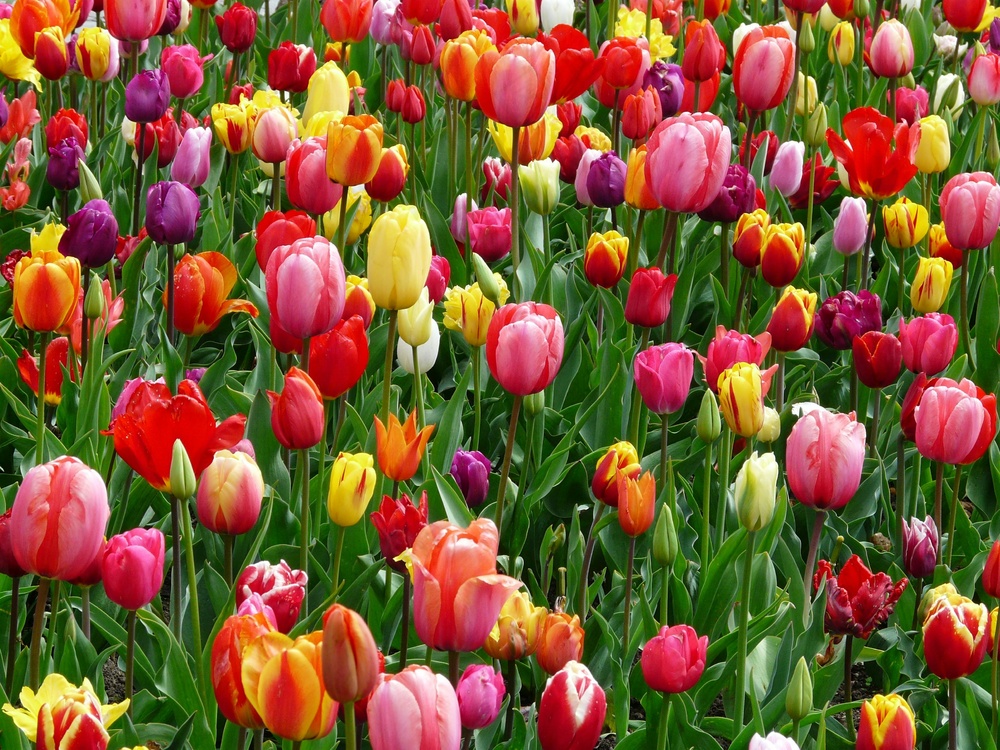 缤纷郁金香花海的绚烂盛放