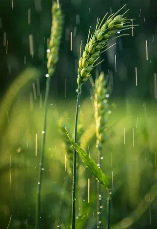 春天雨天绿色小麦麦穗粮食小满摄影图