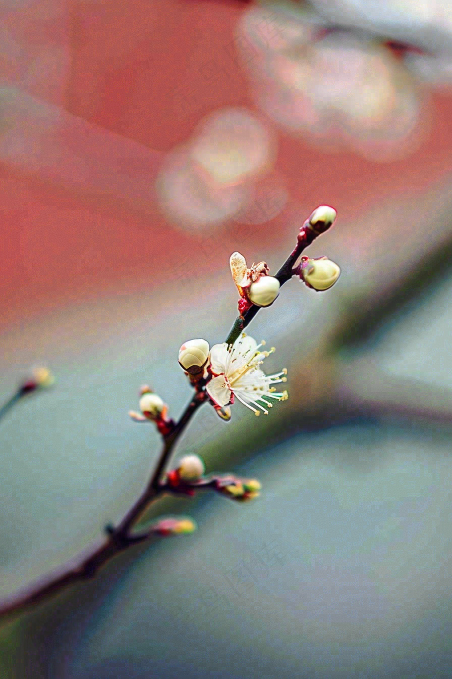 春天梅花桃花枝头发芽立春摄影图